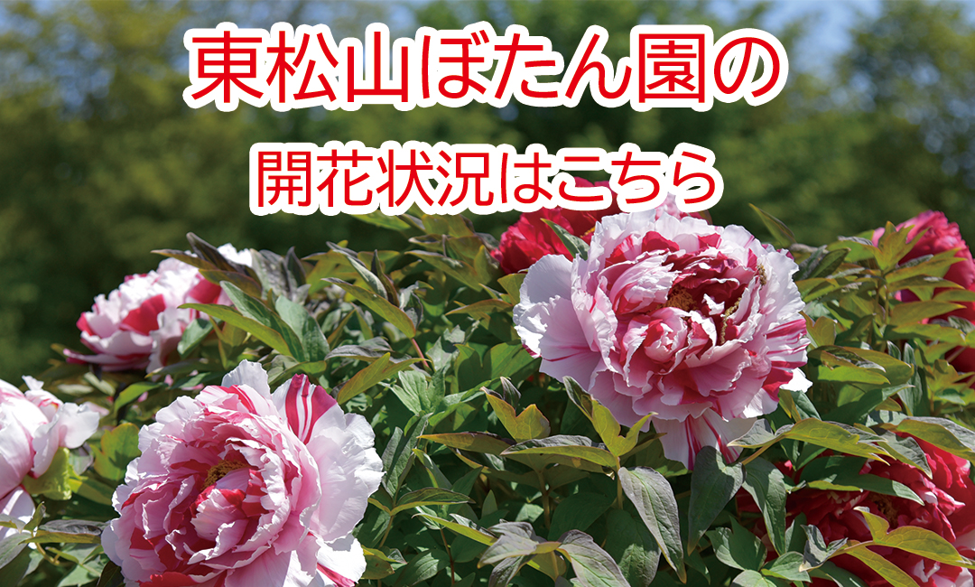 ぼたんの開花状況