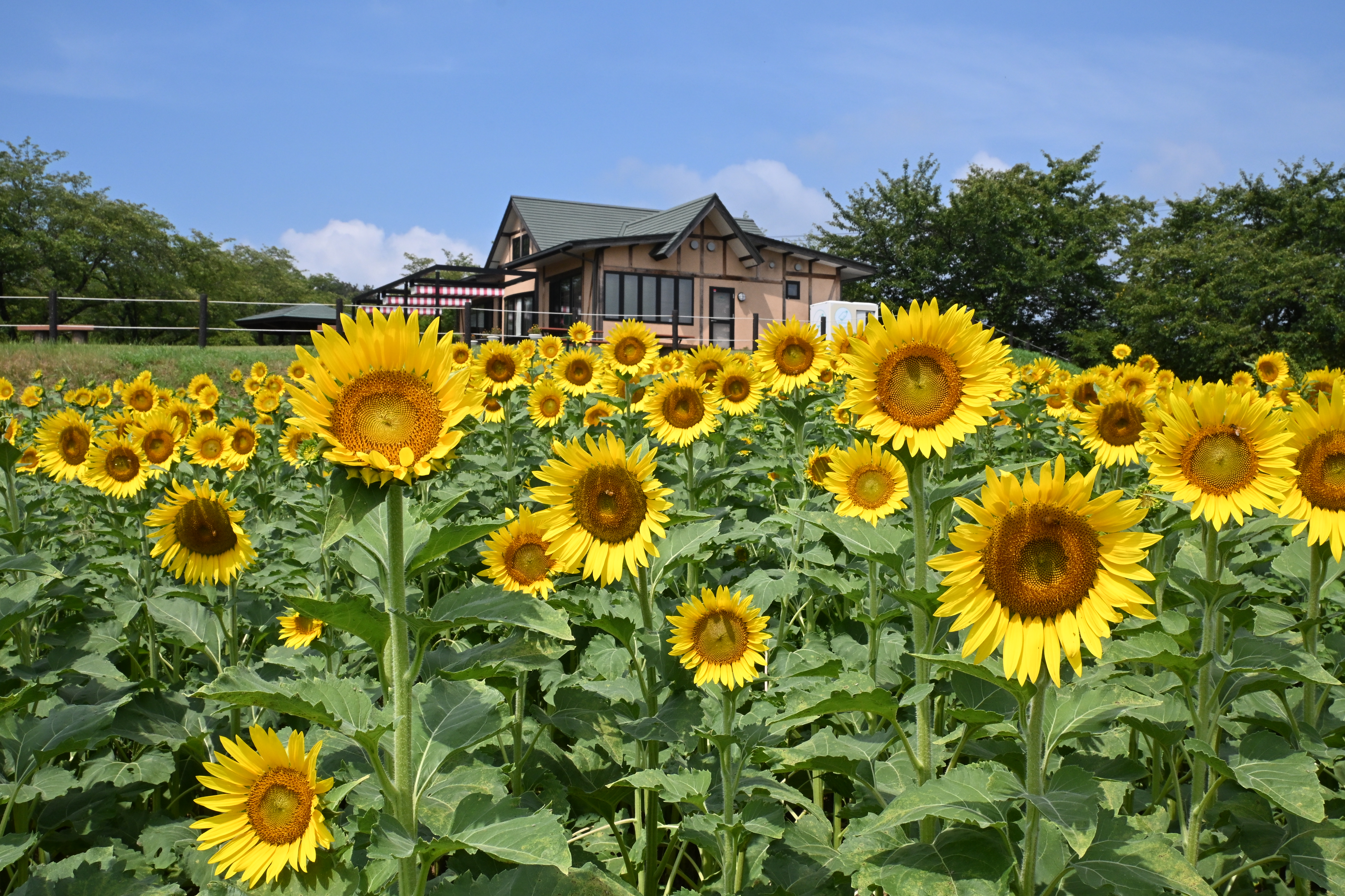 東松山市農林公園ひまわり