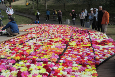  東松山ぼたん園　天竺牡丹花手水の画像です。