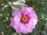 ボタン(やしろ)