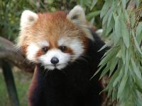 レッサーパンダ