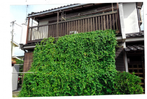 緑のカーテン写真