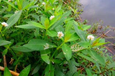 ナガエツルノゲイトウ花