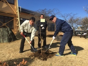 桜の植樹（ボッシュ）