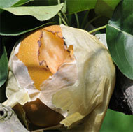カラスの被害にあった梨の写真