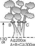 株立ちイラスト