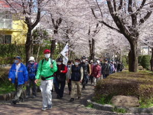 丘陵桜巡り1