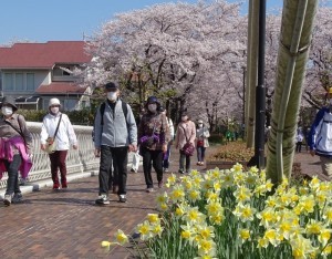 丘陵桜巡り2