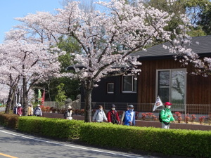 丘陵桜巡り3