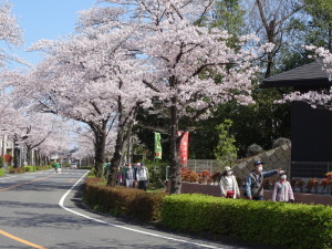 丘陵桜巡り4