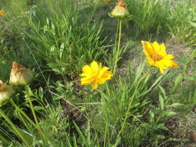 オオキンケイギクの花