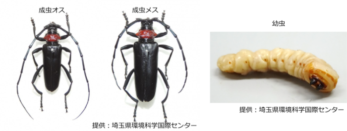クビアカツヤカミキリ(成虫幼虫)