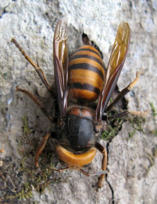 スズメバチの写真