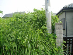 空き地の雑草除去のイメージ写真