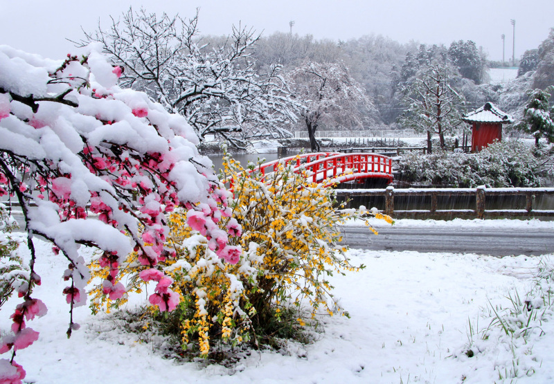 なごり雪