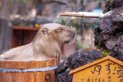 柚子湯香ってきます