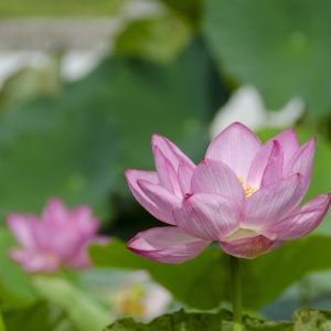 古代蓮の花