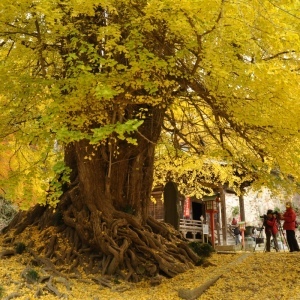 岩殿観音正法寺大イチョウ