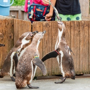 埼玉県こども動物自然公園