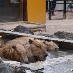 カピバラ温泉