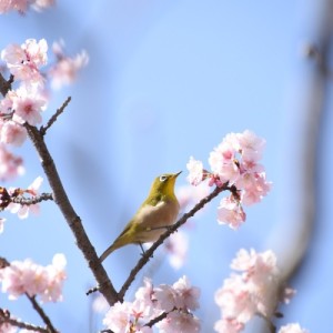 リバーサイドパークの桜