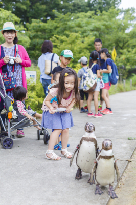 ペンギンを見ている女の子の写真