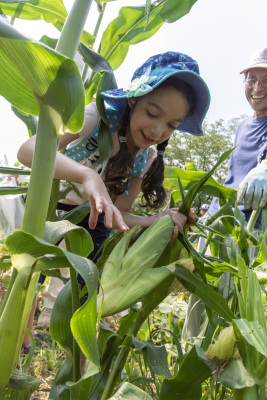 東松山市農林公園でとうもろこしを収穫する女の子の写真