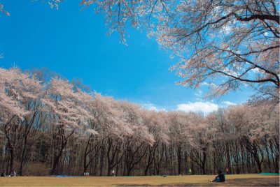 岩鼻運動公園の桜