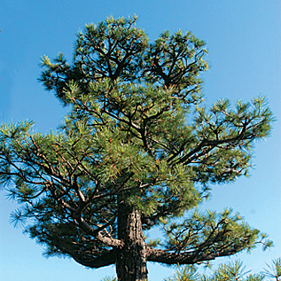 東松山市の木である松の木の画像