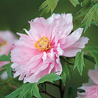 東松山市の花であるぼたんの花の画像