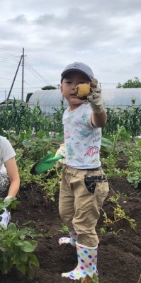 息子さんがじゃがいもを収穫している様子