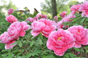 東松山ぼたん園