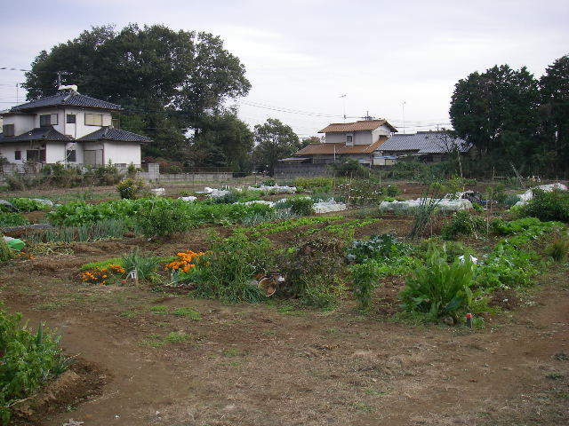 市民農園の様子