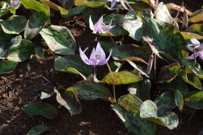 カタクリの花