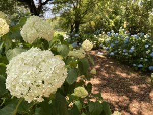 あじさい二＿東松山ぼたん園