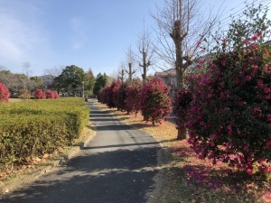 五領町近隣公園ウォーキングコースのサザンカ