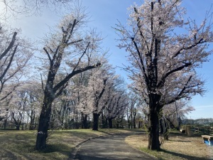 岩鼻運動公園園路の桜