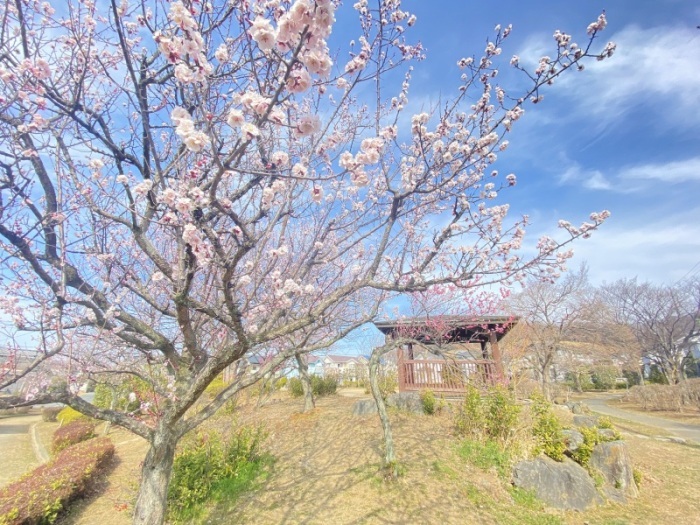 ウメ（全景）＿殿山南公園