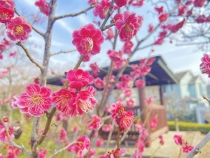 ウメ（赤）＿殿山南公園