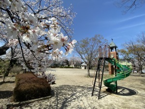 サクラ＿沢口北公園