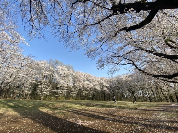 サクラ（全景）＿岩鼻運動公園