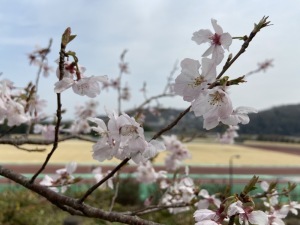 ソメイヨシノ＿岩鼻運動公園