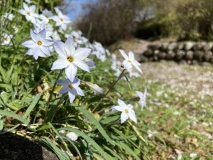 ハナニラ＿物見山公園