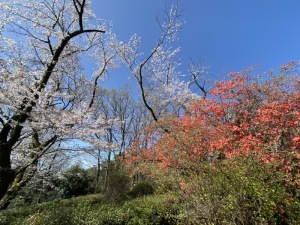 サクラとツツジ＿物見山公園