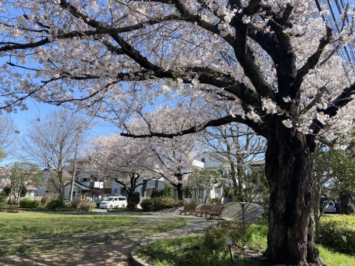 サクラ（全景）＿稲荷林公園