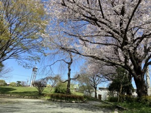 サクラ＿稲荷林公園