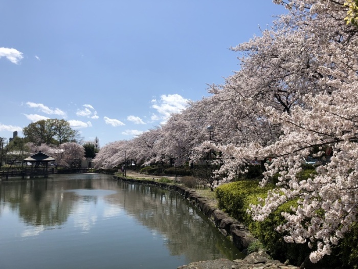 サクラ（全景）＿上沼公園