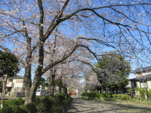 サクラ＿上沼公園