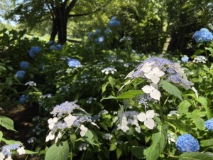 あじさい三＿東松山ぼたん園