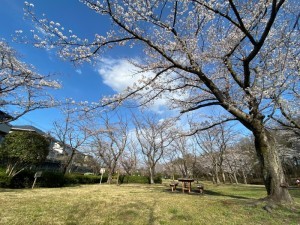 松風公園の桜とテーブルベンチ